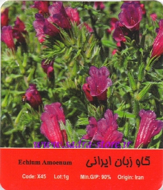 بذر گل گاو زبان ایرانی